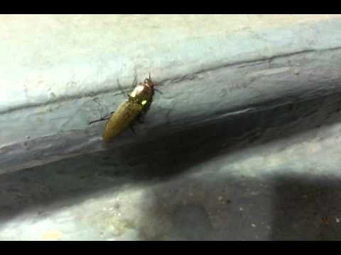 Florida Lightning Bug