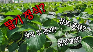 딸기 정식이 중요한 이유!