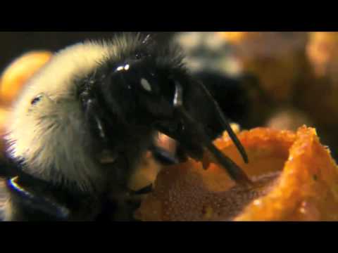 'Ode to Ishtar' - Hugo The Poet