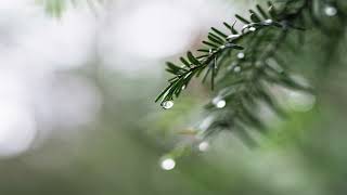 Lotte Kestner - Halo | Beyoncé cover (Rain Edition)