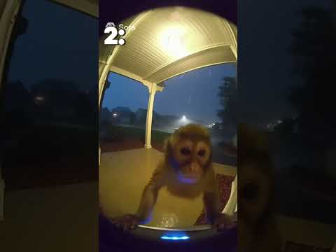 Top 3 Sora 2 Monkeys