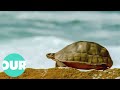 This Video On Turtles Will Change Your Perception Of Them Forever The Reptiles Our World