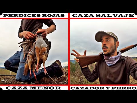 Caza de PERDICES salvajes con PERRO en Solitario 💥 2023 💥