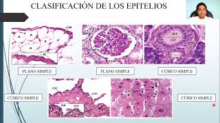 HISTOLOGÍA: TEJIDO EPITELIAL