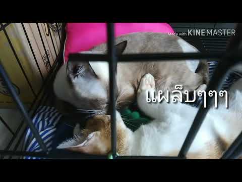 แมวสปา สปาแมว I เจ้าแมวจอมซน @ Thanika chanel
