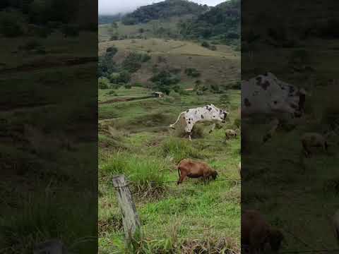 fazenda no asfalto que liga Carangola MG Tombos MG #musica #paisagem .