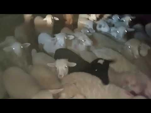 merinos koyun ırkı