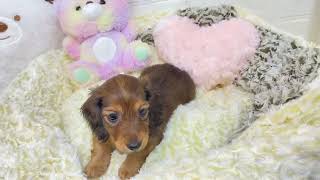 ミニチュアダックスの動画01