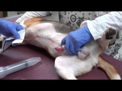 Urinary catheterization of a male dog