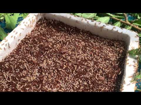 New Life 3 day Grasshopper on farm