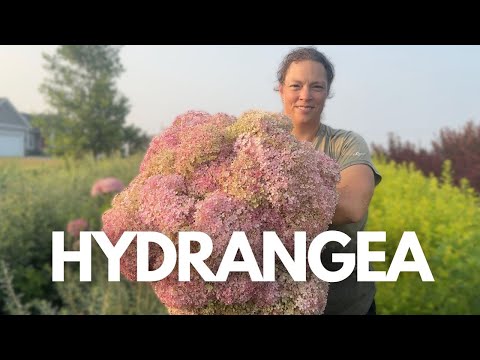 Learn How to Grow Hydrangeas-The Ultimate Wedding Flower
