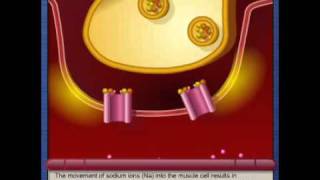An action potential An action potential