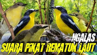 Download lagu Suara Pikat Rematuk Laut Ngalas mp3