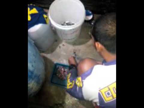 Oreng tak endik bineh melas anyelap dibik