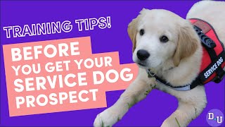 Watch BEFORE you get a SERVICE DOG! When To Start Training and more Service Dog Training Tips
