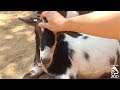 L A Zoo Hyperlapse