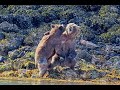Epic Bear Fight EXTENDED EDITION WARNING GRAPHIC CONTENT