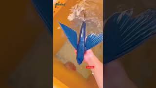 el pez volador!! #shorts