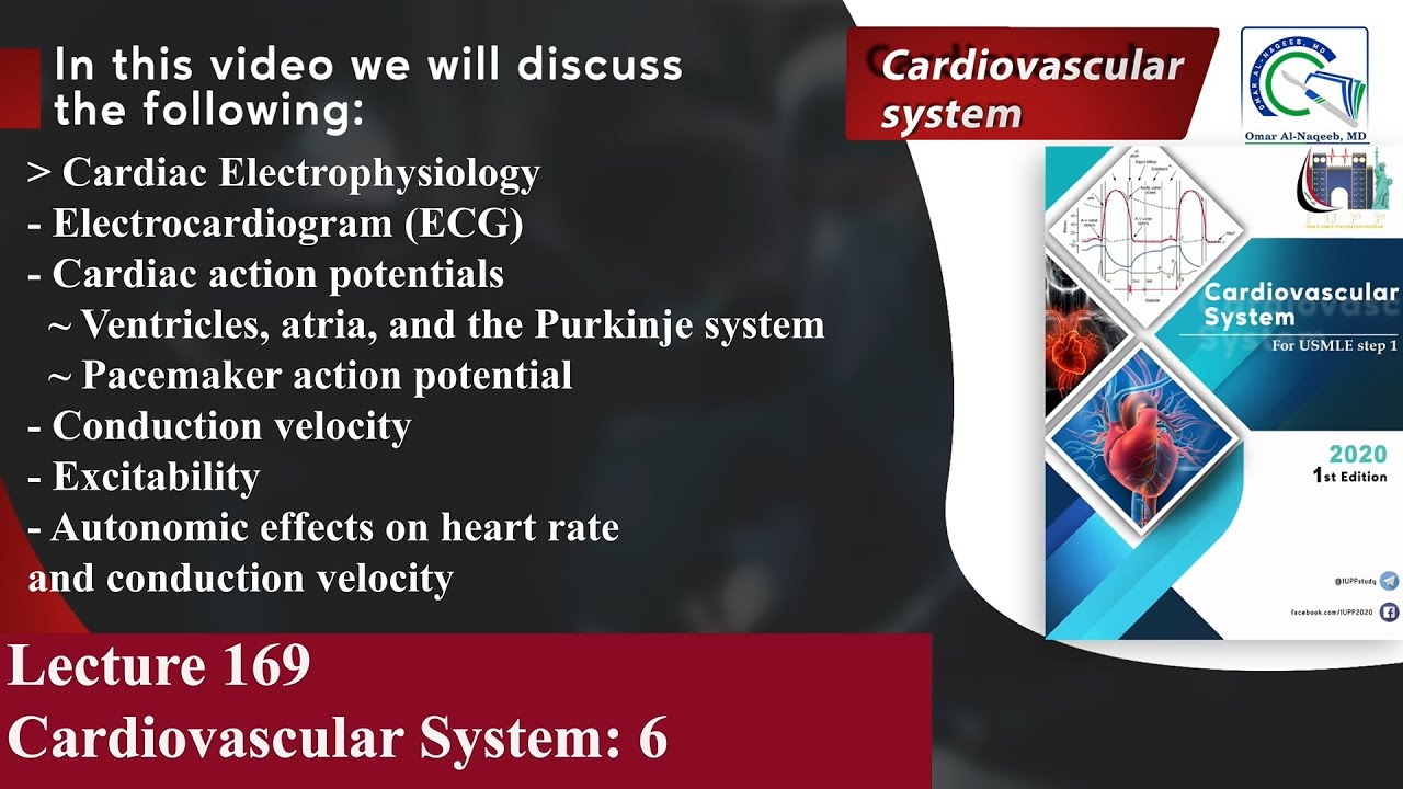 Electrocardiogram (ECG) | Cardiac action potentials | Excitability | Autonomic effects