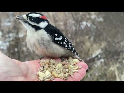 Hand-feeding Birds in Slow Mo - Downy Woodpeckers