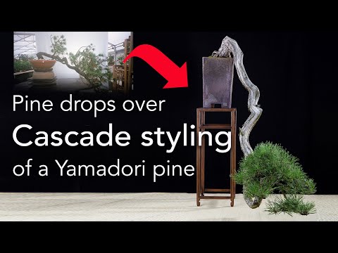 A pine drops over - Bonsai cascade styling of an old Yamadori Mountain pine