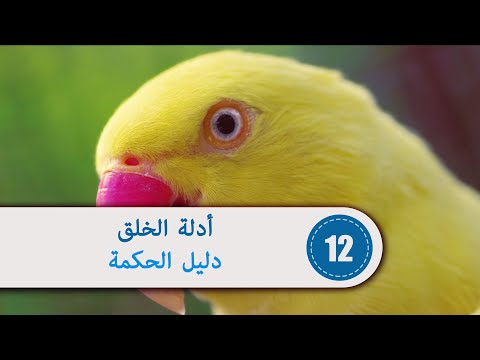 خلق من الدليل مع الحكمة الخلق ما ما الحكمة