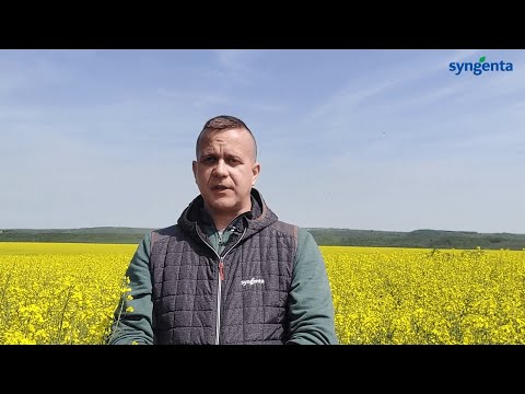 Amistar Sun repce videó