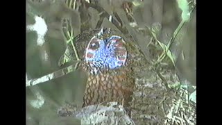 CFCF - Intimacy / Night Music (1080p Collection, 2015)