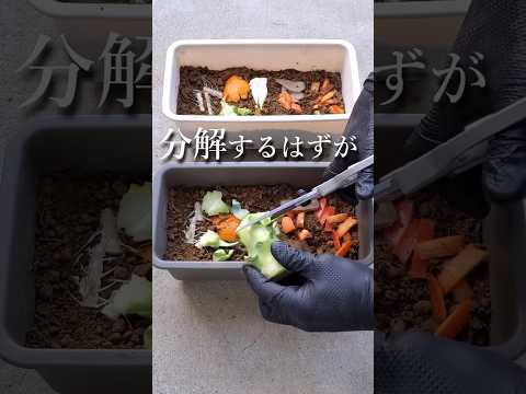 屋内および庭園の植物に効果的に肥料を与えるには、天然の自家製肥料を選択してください。  庭園