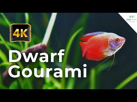 Flame Dwarf Gourami — Trichogaster lalius 4K