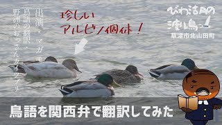 【マガモ】渡り鳥のラッシュアワー【びわ湖の渡り鳥2022】