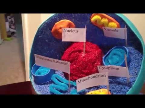 3D Model of Animal Cell