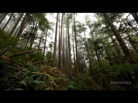 Dreamy - Fusion (New World Remix) [Diverted Music]