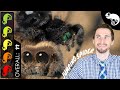 Lucas The Spider - Jumping Spider, The Best Pet Arachnid?