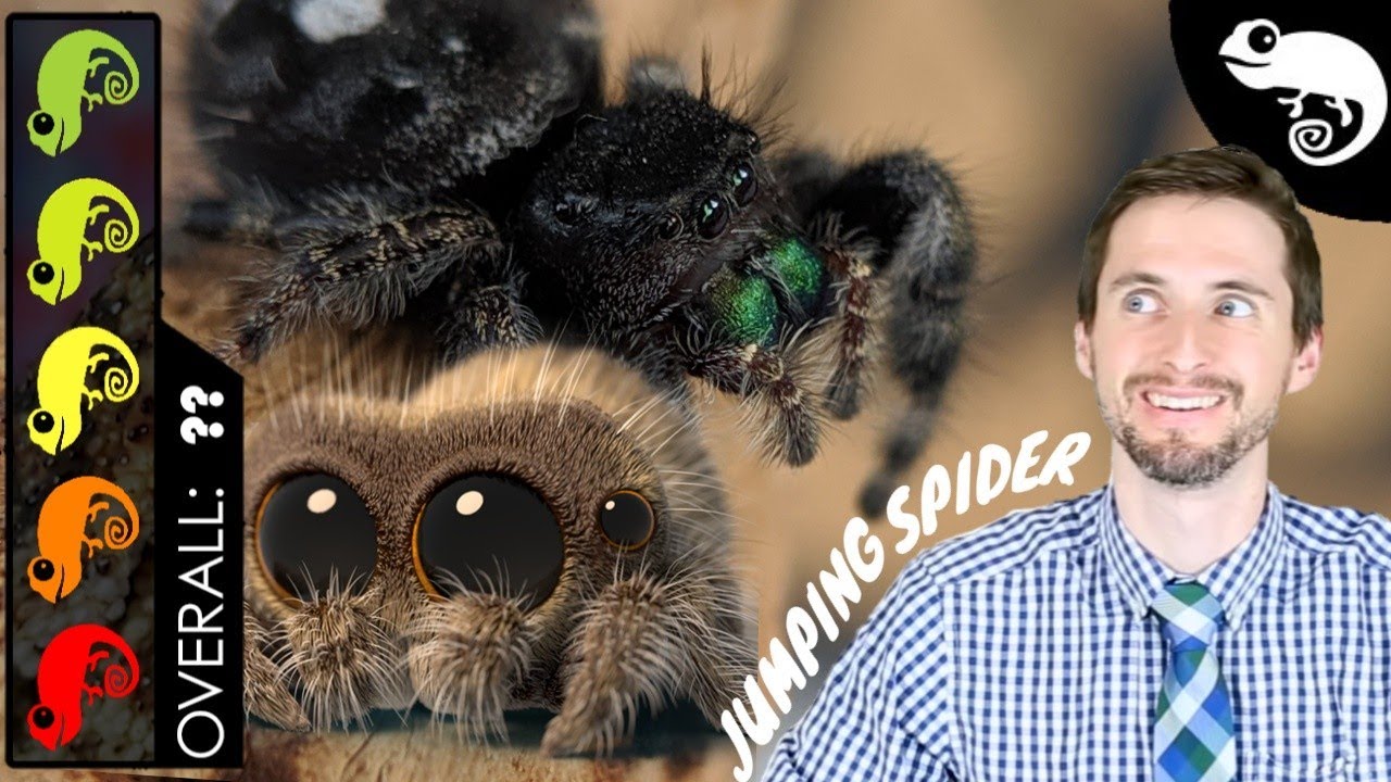 Lucas The Spider - Jumping Spider, The Best Pet Arachnid?