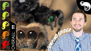 Lucas The Spider - Jumping Spider, The Best Pet Arachnid?