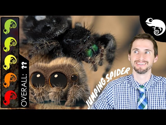Lucas The Spider - Jumping Spider, The Best Pet Arachnid?