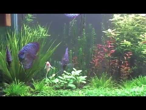 180g Planted Discus Aquarium January 2012