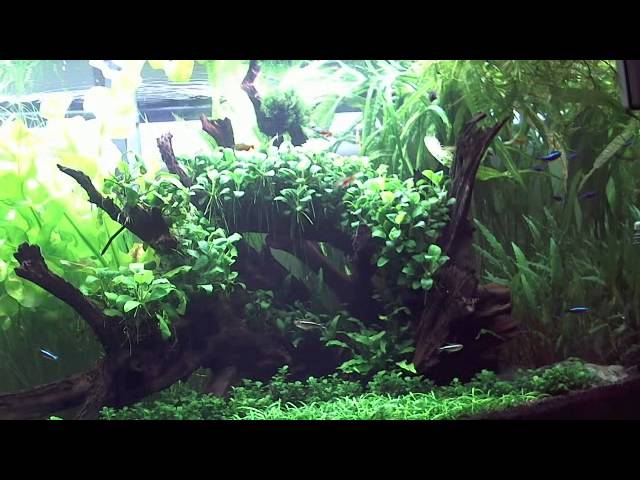 180g Planted Discus Aquarium January 2012