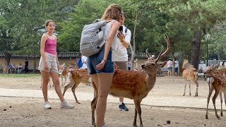 鹿に愛情たっぷりの外🫎 国人観光客 | Nara Park Deer | Japan Vlog | Nara travel Japan 🥰💝