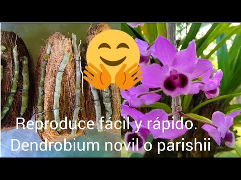 ¿COMO REPRODUCIR DENDROBIUM NOVIL O PARISHII?