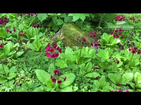 Rundvandring i Japandalen, Botaniska trädgården - del 4 // VAD HÄNDER I GÖTEBORG
