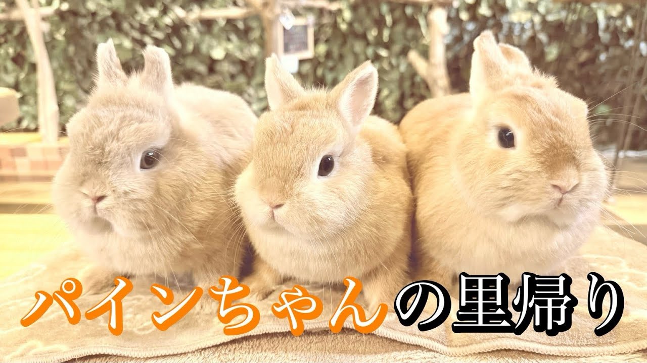 パインちゃんはどっち⁉️双子のうさぎ姉妹が激似すぎた🐰💕