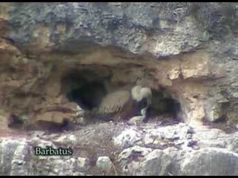Buitre leonado ( Gyps fulvus ) Griffon vulture