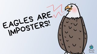 The Truth About Eagles... | SCIENCE MINUTE