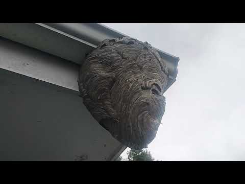 Hornets Harbor Under the Gutter in South...