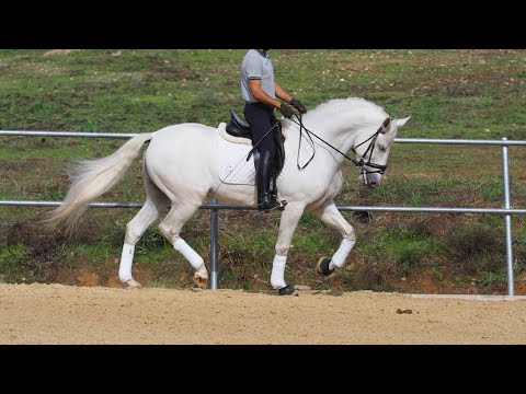 Spanish horse with good character and Piro free.