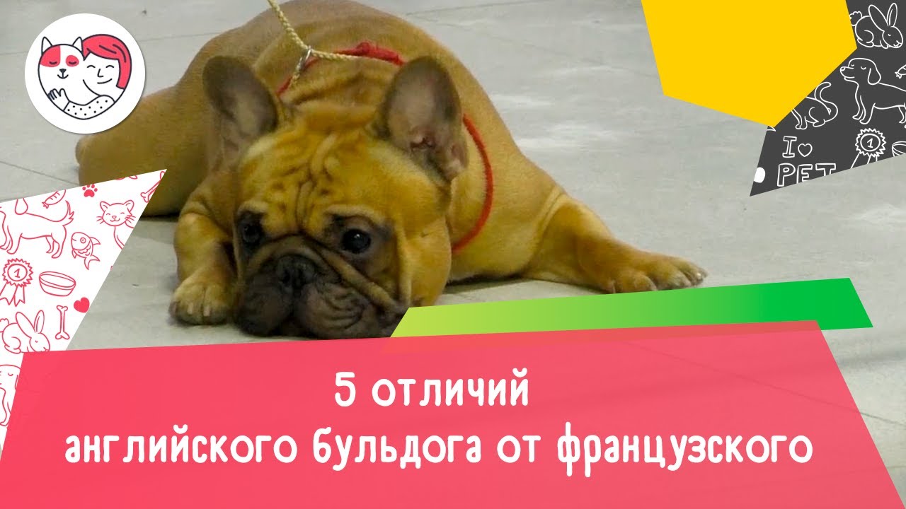 5 отличий английского бульдога от французского