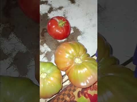 MOTIVASIONAL TUNUYAN MENDOZA ARGENTINA