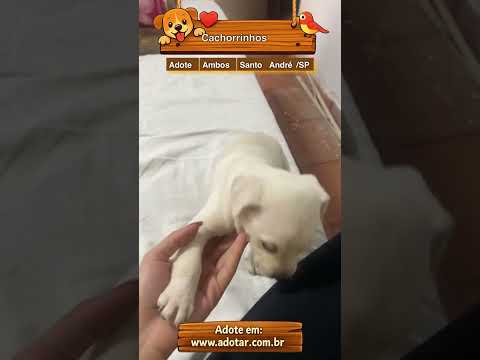 Vídeo de Cachorrinhos 